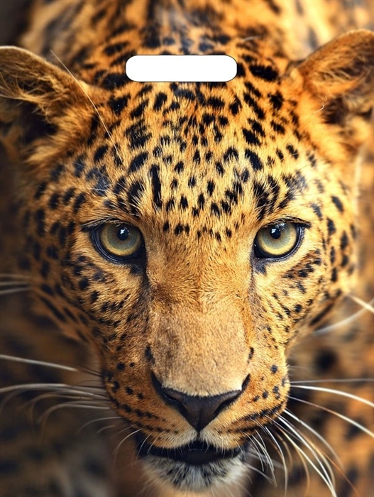 П-выр.ручка 31х40-60мкм  Взгляд леопарда  ламинат (500) ТИКО - фото 10120