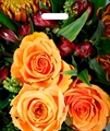 П-выр.ручка 40х38-60мкм Оранжевые розы  (500) ТИКО - фото 10117